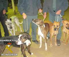 Cuatro imputados por cazar en Doñana con perros de presa